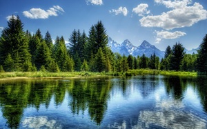 image of a forest surounding a large body of water